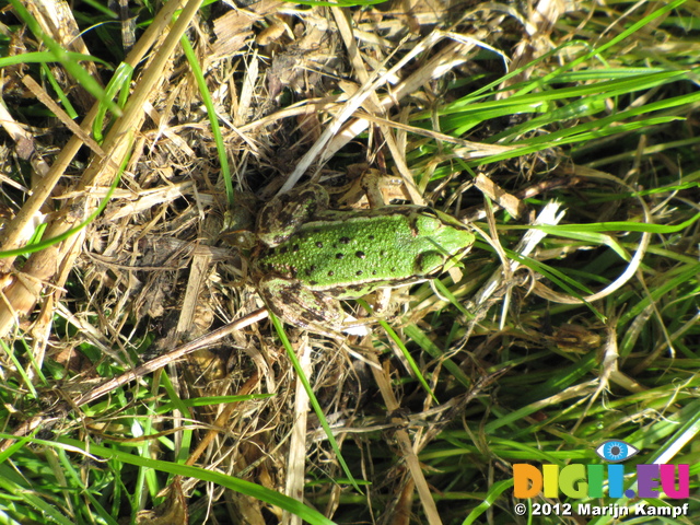 SX24065 Frog in Biesbosch